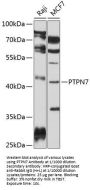 Protein Tyrosine Phosphatase, Non Receptor Type 7 (PTPN7) Antibody