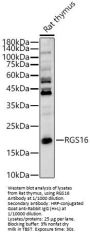 Regulator of G-Protein Signaling 16 (RGS16) Antibody