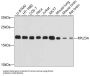 Ribosomal Protein L23A (RPL23A) Antibody