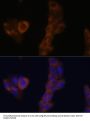 Ribosomal Protein L23A (RPL23A) Antibody