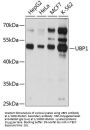 Upstream-Binding Protein 1 (UBP1) Antibody