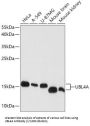 Ubiquitin-Like Protein 4A (UBL4A) Antibody
