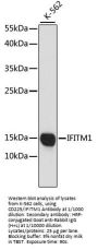 Interferon Induced Transmembrane Protein 1 (IFITM1) Antibody