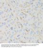 Interferon Induced Transmembrane Protein 1 (IFITM1) Antibody