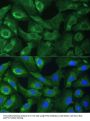 Eukaryotic Translation Initiation Factor 3 Subunit G (EIF3G) Antibody