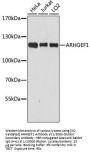 Rho Guanine Nucleotide Exchange Factor 1 (ARHGEF1) Antibody