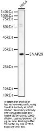 Synaptosomal-Associated Protein 29 (SNAP29) Antibody