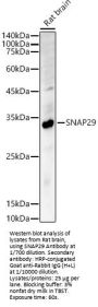 Synaptosomal-Associated Protein 29 (SNAP29) Antibody