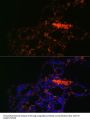 ATP Binding Cassette Subfamily G Member 1 (ABCG1) Antibody
