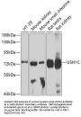 Harmonin (USH1C) Antibody