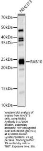Ras-Related Protein Rab-10 (RAB10) Antibody