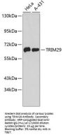 Tripartite Motif-Containing Protein 29 (TRIM29) Antibody