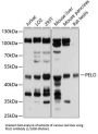 Protein Pelota Homolog (PELO) Antibody