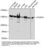 Coiled Coil And C2 Domain Containing 1A (CC2D1A) Antibody