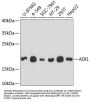 Submergence Induced Protein 2 (ADI1) Antibody