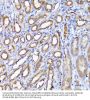 Submergence Induced Protein 2 (ADI1) Antibody