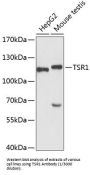 Ribosome Biogenesis Protein TSR1 (TSR1) Antibody