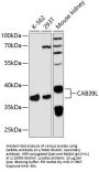 Calcium-Binding Protein 39-Like (CAB39L) Antibody