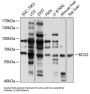 Beta-Carotene Oxygenase 2 (BCO2) Antibody