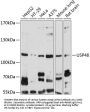 Ubiquitin Carboxyl-Terminal Hydrolase 48 (USP48) Antibody