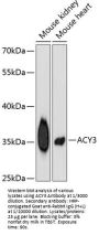 Aminoacylase 3 (ACY3) Antibody