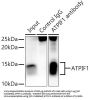 ATPase Inhibitor, Mitochondrial (ATPIF1) Antibody
