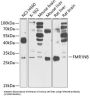 Fragile X Mental Retardation 1 Neighbor (FMR1NB) Antibody