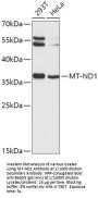 NADH-Ubiquinone Oxidoreductase Chain 1 (MTND1) Antibody