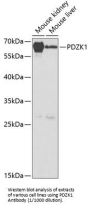 Na(+)/H(+) Exchange Regulatory Cofactor NHE-RF3 (PDZK1) Antibody