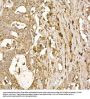 Prostaglandin E Synthase 3 (PTGES3) Antibody