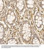 Prostaglandin E Synthase 3 (PTGES3) Antibody