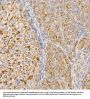 Prostaglandin E Synthase 3 (PTGES3) Antibody