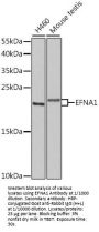 Ephrin A1 (EFNA1) Antibody