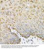 Ephrin A1 (EFNA1) Antibody
