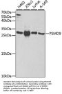 26S Proteasome Non-ATPase Regulatory Subunit 9 (PSMD9) Antibody