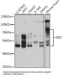 Embryonic Ectoderm Development (EED) Antibody