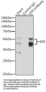 Embryonic Ectoderm Development (EED) Antibody