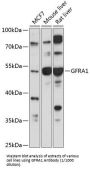 GDNF Family Receptor Alpha 1 (GFRA1) Antibody