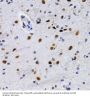 DNA-Binding Protein Inhibitor ID-3 (ID3) Antibody