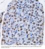 DNA-Binding Protein Inhibitor ID-3 (ID3) Antibody