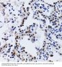 DNA-Binding Protein Inhibitor ID-3 (ID3) Antibody