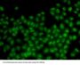 DNA-Binding Protein Inhibitor ID-3 (ID3) Antibody