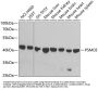 26S Proteasome Regulatory Subunit 10B (PSMC6) Antibody