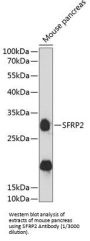 Secreted Frizzled Related Protein 2 (SFRP2) Antibody