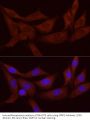 Secreted Frizzled Related Protein 2 (SFRP2) Antibody