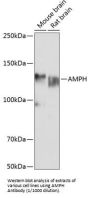 Amphiphysin (AMPH) Antibody