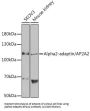 AP-2 Complex Subunit Alpha 2 (AP2A2) Antibody