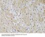 Checkpoint Protein HUS1 (HUS1) Antibody