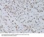 Checkpoint Protein HUS1 (HUS1) Antibody