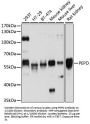 Peptidase D (PEPD) Antibody
